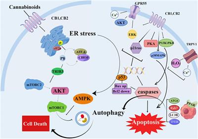 Cannabidiol regulates apoptosis and autophagy in inflammation and <mark class="highlighted">cancer</mark>: A review